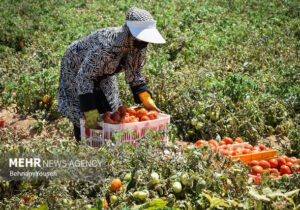 بوشهر قطب تولید گوجه‌فرنگی خارج از فصل/ سطح زیر کشت کاهش می‌یابد