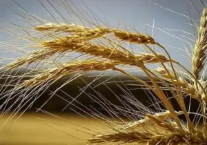 مهر به پایان رسید و قیمت گندم اعلام نشد / تاخیر ۴ ماهه در اعلام نرخ مصوب