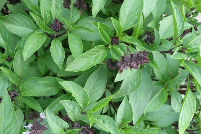 تولید محصولات کشاورزی با رعایت حد مجاز آلاینده‌ها توسط زنان دشتی