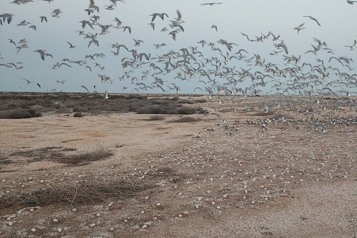 آماربرداری از پرندگان مهاجر تابستان‌گذران استان بوشهر