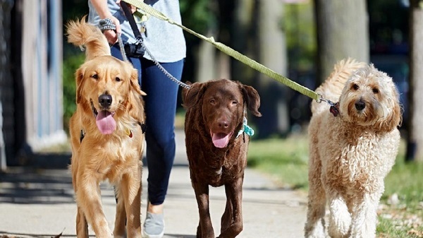 دادستان کرمانشاه: نگهداری و جابجایی سگ در معابر، خودروها و فضاهای عمومی ممنوع است