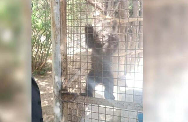 ‏عضو کمیته متخصصان خرس قهوه‌ای: نگران انتقال ‎توله خرس گمشده به خارج از پارک پردیسان هستیم / توله خرس چگونگی اختفا را بلد است/ پیدا کردن این گونه، کار آسانی نیست