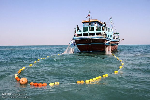 دریا به کام صیادان بوشهری؛ میزان صید میگو ۵۸ درصد افزایش یافت