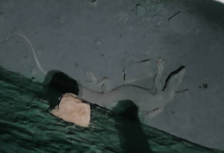 نجات بزمجه بیابانی از آب‌انبار قدیمی در دشتستان