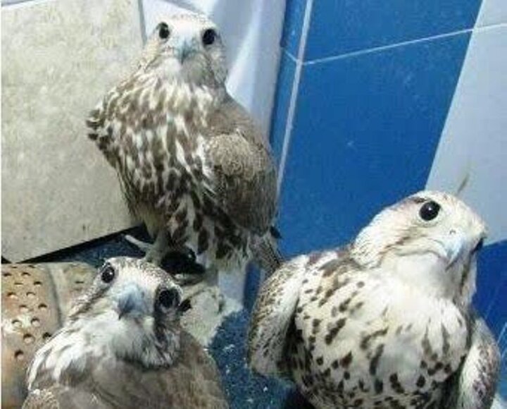 ۳ پرنده شکاری کمیاب در دشتستان کشف شد