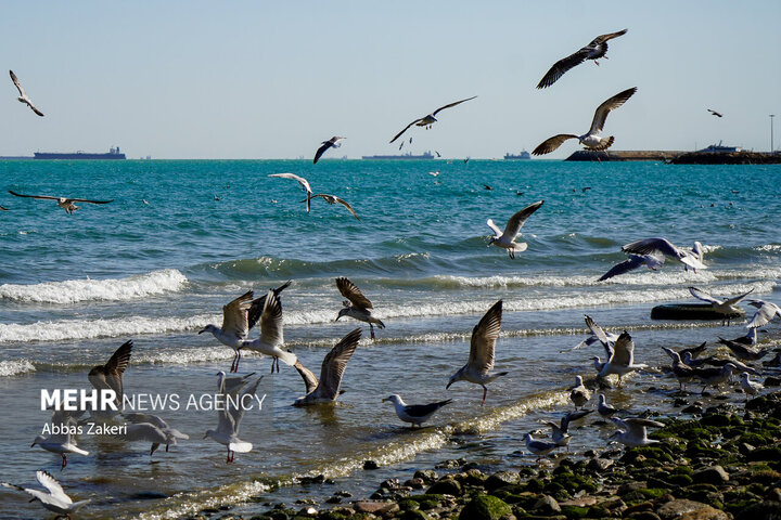 سواحل و فراساحل استان بوشهر مواج است