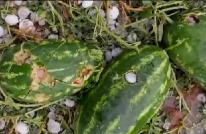 بارش تگرگ در تنگ ارم و خسارت به محصولات کشاورزی