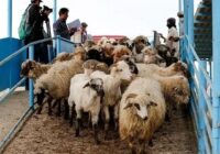 جهش بی‌سابقه‌ قیمت گوشت قرمز / دادرس: دام کافی وجود دارد، نظارت ضعیف است